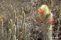 Cleistocactus hyalacanthus Volcan, Jujuy, Argentina ©JL.jpg